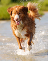 Reg the dog