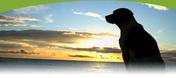 Nova Scotia Pet Friendly Accommodations on the Eastern Shore
