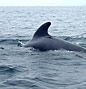 Whales in Nova Scotia's Chedabucto Bay