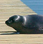 Image: Seal