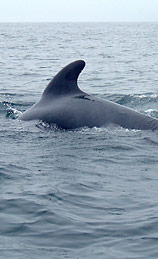 Image: Whale